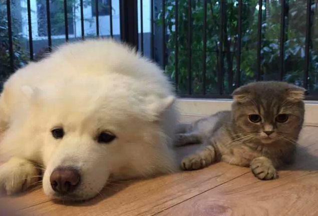 萌宠图片:狗，你家缺猫么？——之思考狗生图片
