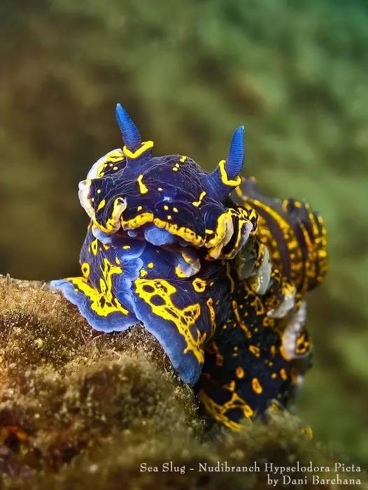 海洋最萌动物-海蛞蝓