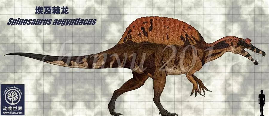 模式种是埃及棘龙( spinosaurus aegyptiacus)