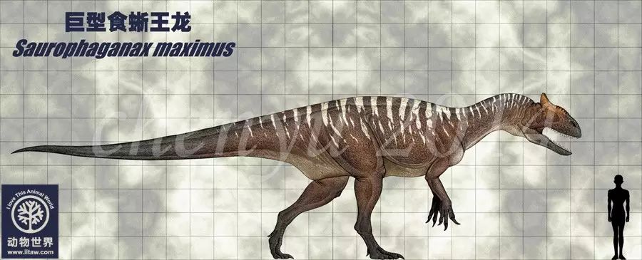 saurophaganax)属名意为"以蜥蜴为食的专家",是异特龙科恐龙的一属