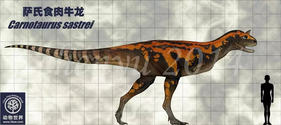 食肉牛龙(属名: carnotaurus)又名牛龙,属于兽脚亚目阿贝力龙科,是
