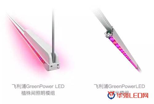 飞利浦展出最新LED光照方案 可提高植物产量品质