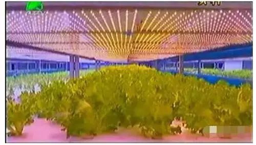 三安集团led植物照明工厂项目本月底投产 来自测试的文章