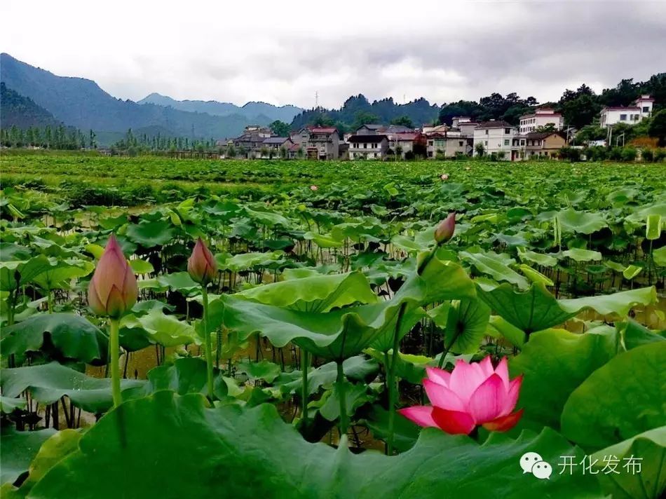 开化11个村入选衢州市旅游资源重点村,美景惊艳了时光