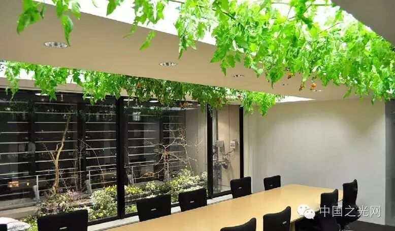 太向往了！日本东京的“都市农场”，把农田搬进了办公室