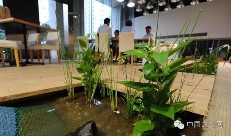 太向往了！日本东京的“都市农场”，把农田搬进了办公室