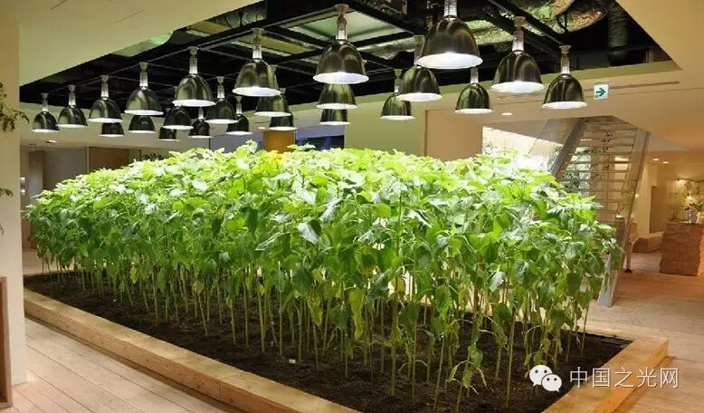 太向往了！日本东京的“都市农场”，把农田搬进了办公室