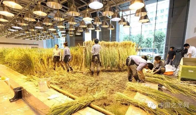 太向往了！日本东京的“都市农场”，把农田搬进了办公室