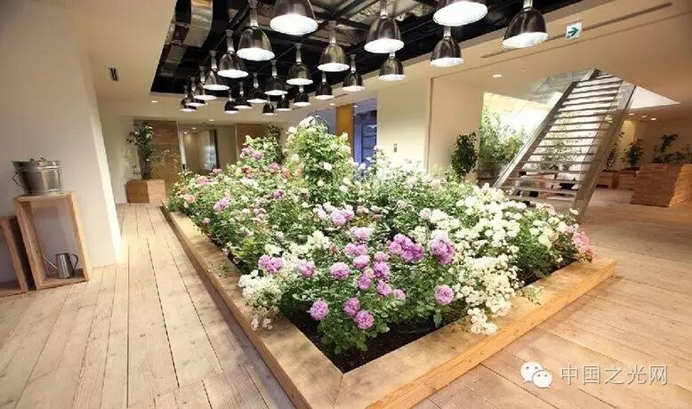 太向往了！日本东京的“都市农场”，把农田搬进了办公室