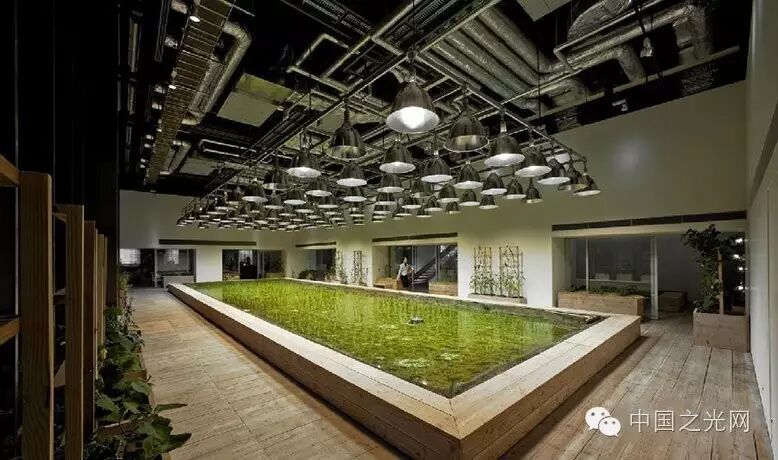 太向往了！日本东京的“都市农场”，把农田搬进了办公室