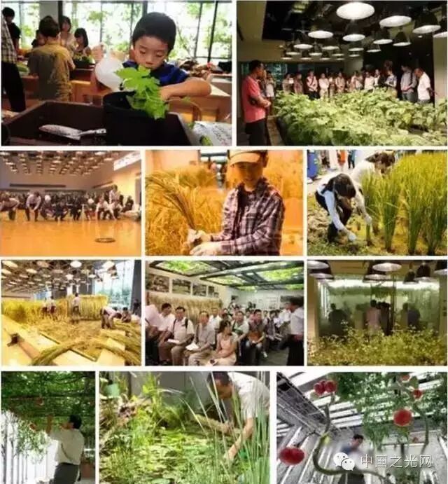 太向往了！日本东京的“都市农场”，把农田搬进了办公室