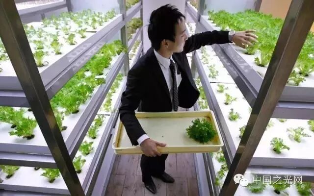 太向往了！日本东京的“都市农场”，把农田搬进了办公室