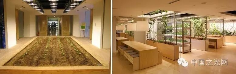 太向往了！日本东京的“都市农场”，把农田搬进了办公室