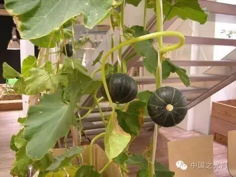 太向往了！日本东京的“都市农场”，把农田搬进了办公室