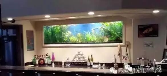 欧司朗助力为珊瑚礁水族馆打造顶级LED照明环境