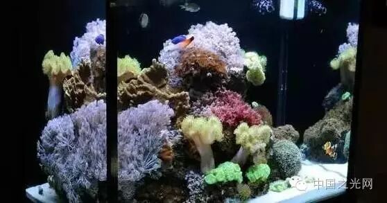 欧司朗助力为珊瑚礁水族馆打造顶级LED照明环境