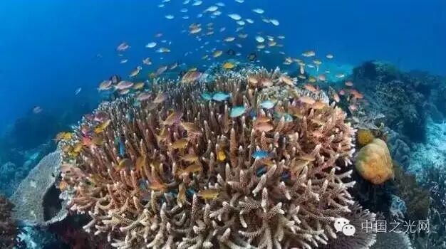 欧司朗助力为珊瑚礁水族馆打造顶级LED照明环境