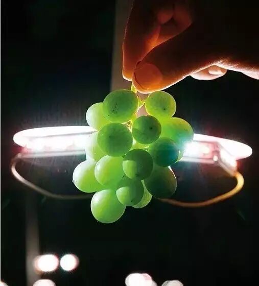 LED助力未来农场 上天下海轻松种菜去