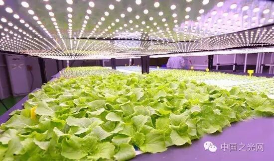 新疆首家智能LED植物工厂启动运营