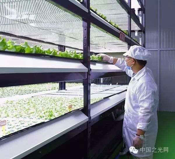 新疆首家智能LED植物工厂启动运营