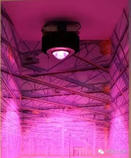 从生产到销售，带你全方位了解植物工厂