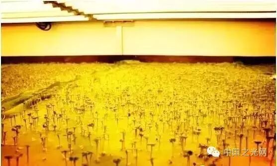 从生产到销售，带你全方位了解植物工厂