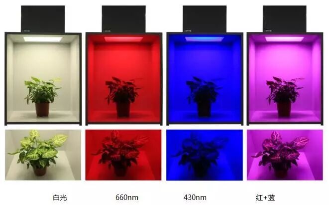 植物照明不知道该用什么光？你需要这个