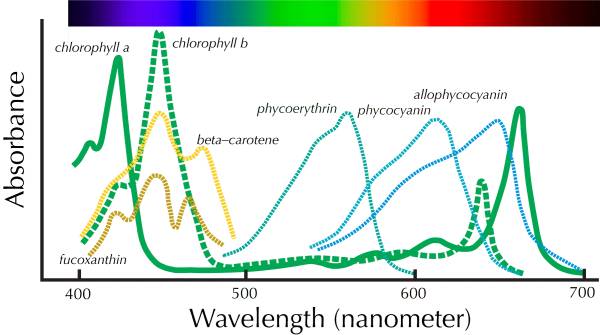 植物照明不知道该用什么光？你需要这个