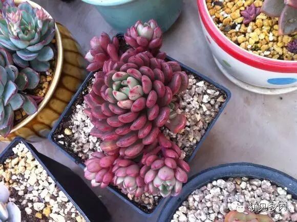 多肉红宝石图片_红宝石多肉_多肉红宝石好不好养