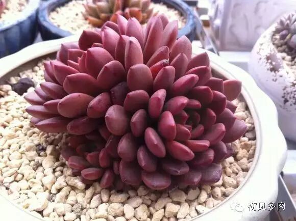 多肉红宝石图片_多肉红宝石好不好养_红宝石多肉