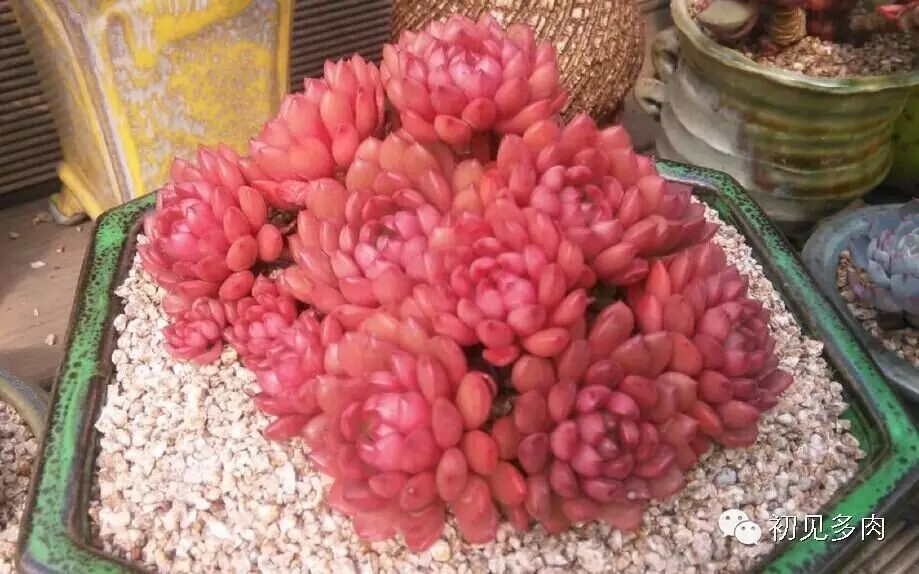 多肉红宝石好不好养_红宝石多肉_多肉红宝石图片