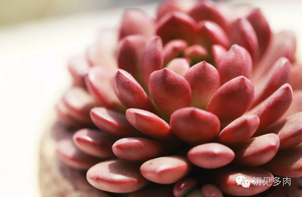 多肉红宝石好不好养_多肉红宝石图片_红宝石多肉