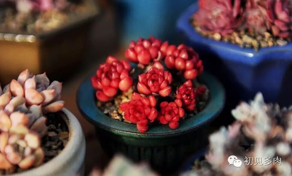 多肉红宝石好不好养_红宝石多肉_多肉红宝石图片