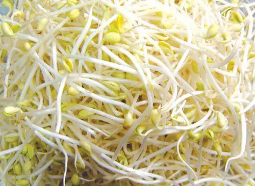 一张极其珍贵的表----蔬菜=中药哦!【养生保健】 - 开心 - 开心博客 一张极其珍贵的表----蔬菜=中药哦! - 开心*备用* - 开心的备用博客