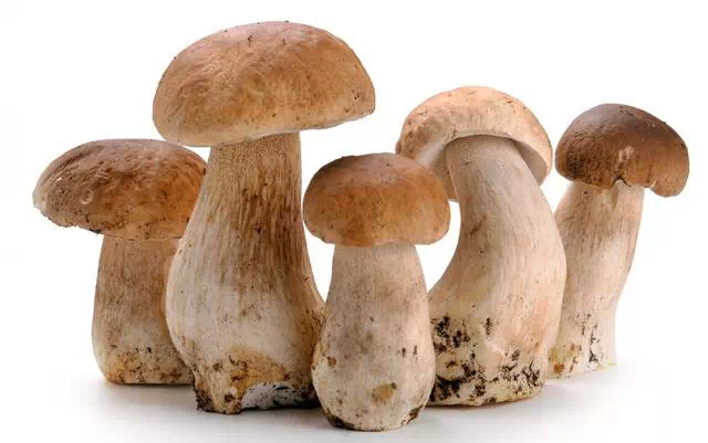 一张极其珍贵的表----蔬菜=中药哦!【养生保健】 - 开心 - 开心博客 一张极其珍贵的表----蔬菜=中药哦! - 开心*备用* - 开心的备用博客