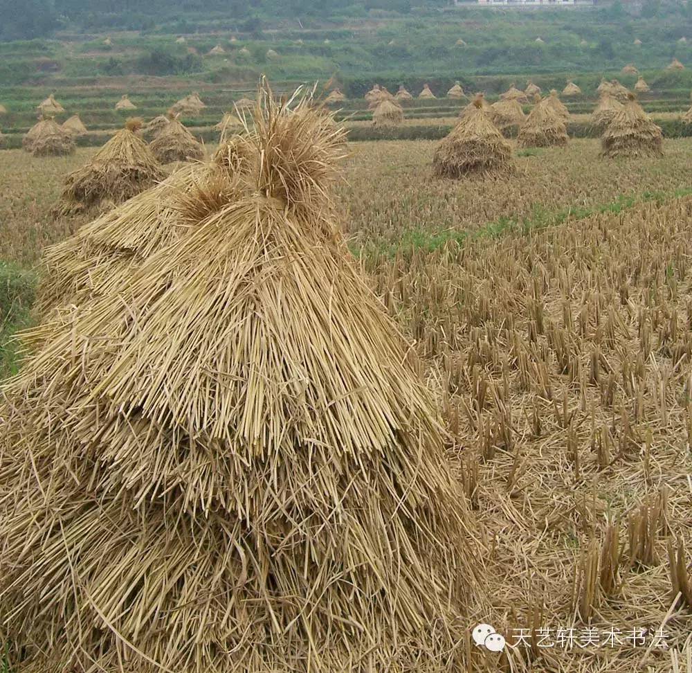 稻花香里说丰年,稻草堆里忆童年.(稻草人艺术) 天艺轩