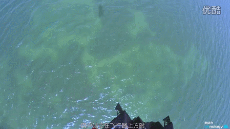 29.gif