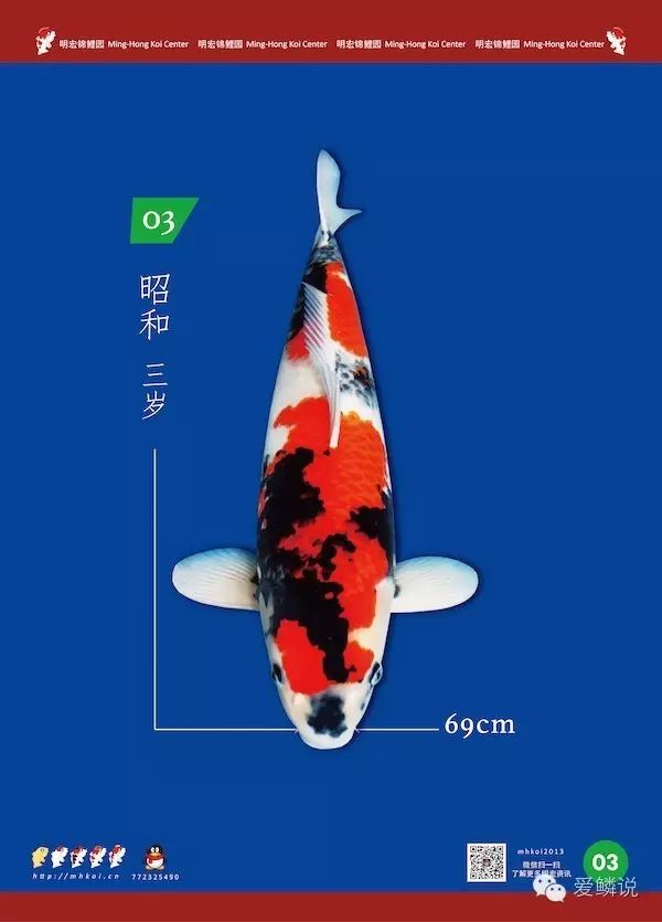 桃太郎精品立鲤拍卖会 6月5日 明宏锦鲤园 诚邀你参加