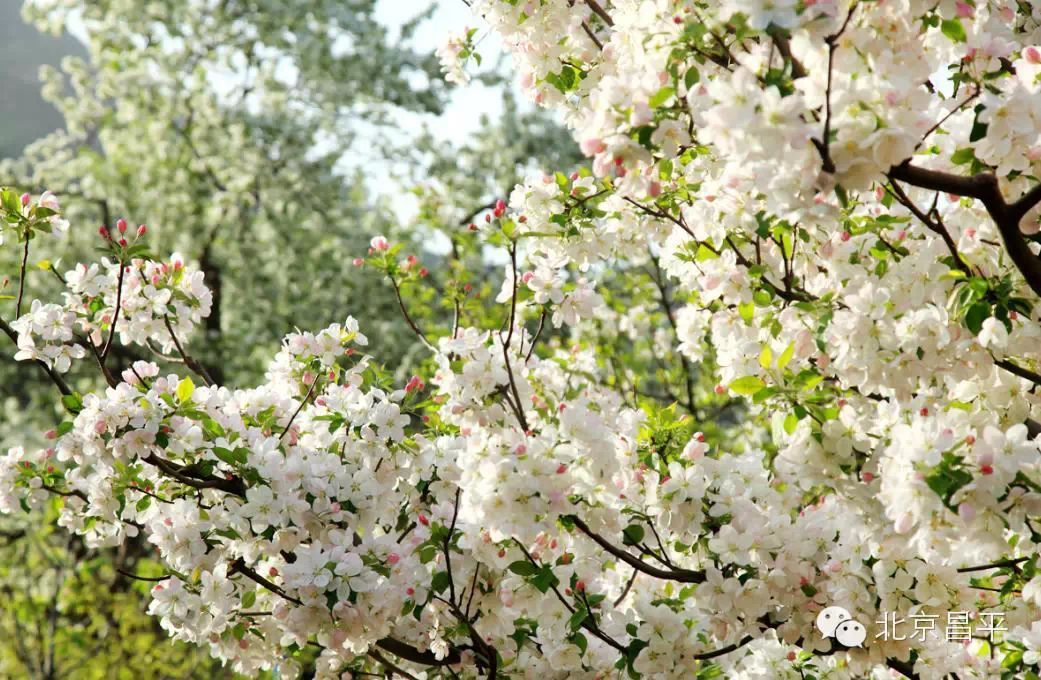 【图说昌平】错过樱花,错过桃花,不要再错过海棠!