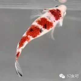 紫鳍公主短鲷_彩鳍鱼食谱_彩鳍短鲷