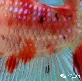 紫鳍公主短鲷_彩鳍鱼食谱_彩鳍短鲷