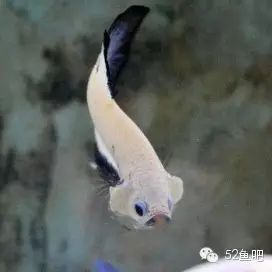 紫鳍公主短鲷_彩鳍鱼食谱_彩鳍短鲷