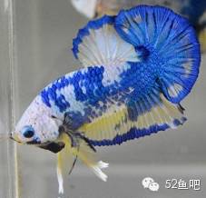 紫鳍公主短鲷_彩鳍短鲷_彩鳍鱼食谱