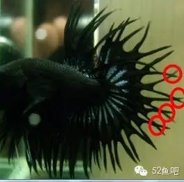 紫鳍公主短鲷_彩鳍短鲷_彩鳍鱼食谱