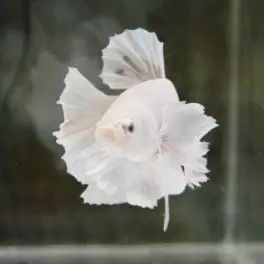 彩鳍短鲷_彩鳍鱼食谱_紫鳍公主短鲷