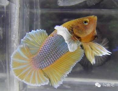 彩鳍短鲷_紫鳍公主短鲷_彩鳍鱼食谱