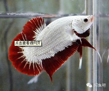 彩鳍鱼食谱_彩鳍短鲷_紫鳍公主短鲷