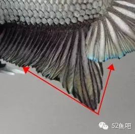 彩鳍短鲷_彩鳍鱼食谱_紫鳍公主短鲷