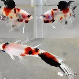 彩鳍鱼食谱_紫鳍公主短鲷_彩鳍短鲷