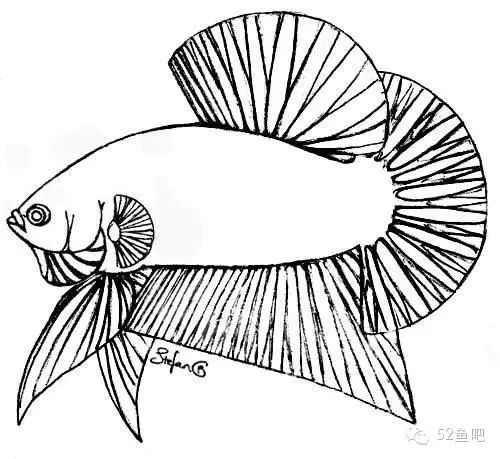 彩鳍短鲷_彩鳍鱼食谱_紫鳍公主短鲷